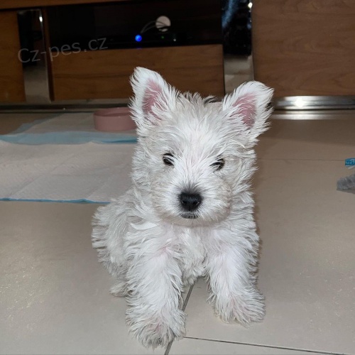 tata West Highland White Terriers