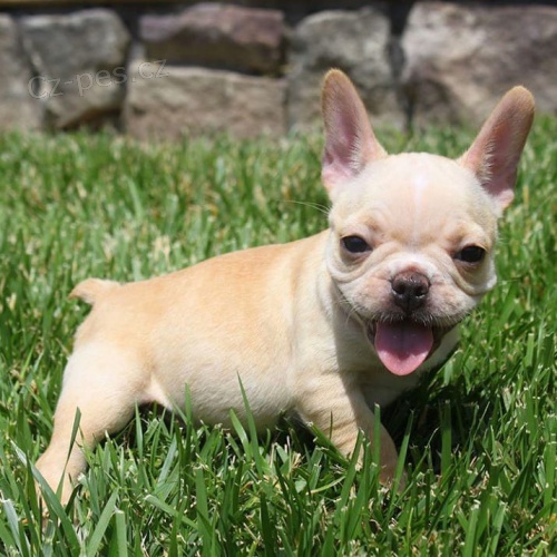 francouzsk�ho buldo�ka.