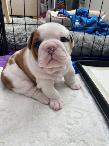 tata anglickho buldoka