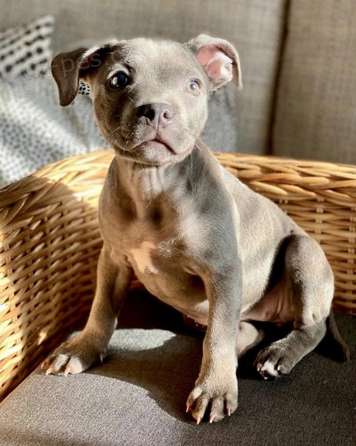 staford��rsk�ho bulteri�ra