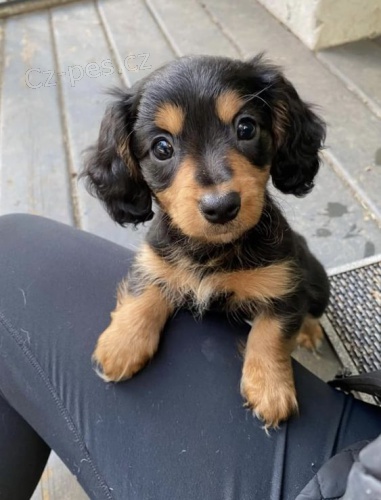 trpasli�� �t��ata dlouhosrst�ho jezev��ka