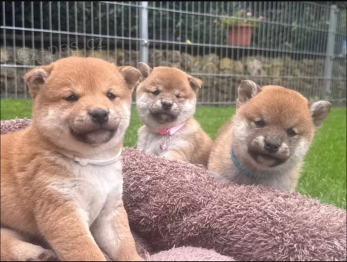 Shiba inu �t���tka