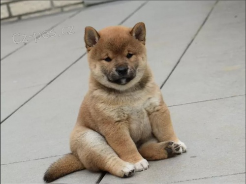 �t��ata Shiba Inu hledaj� nov� domovy