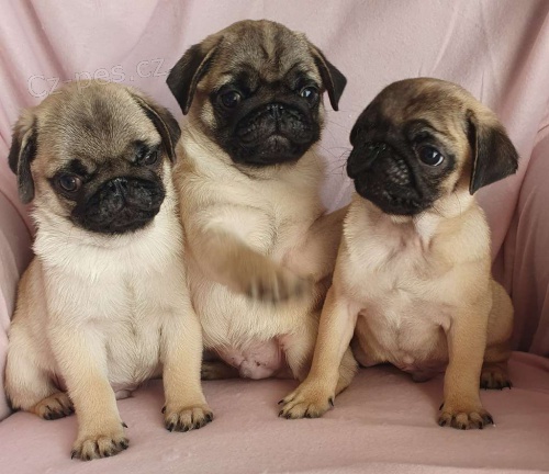 Mopsl�k - prod�me �t���tka bez pp