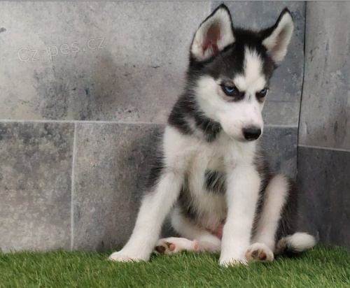 Sibi�sk� husky �t��ata na prodej~