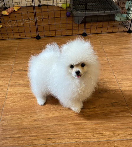 Pomeranian bez pp