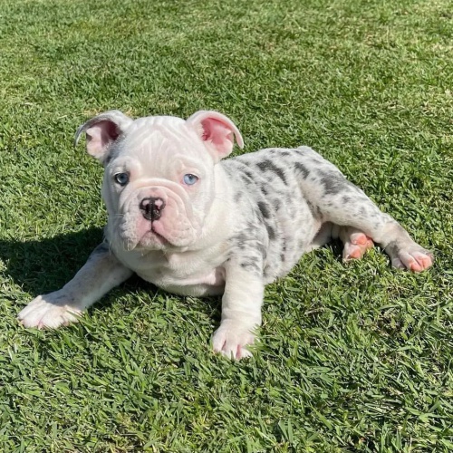 �t��ata anglick�ho buldo�ka