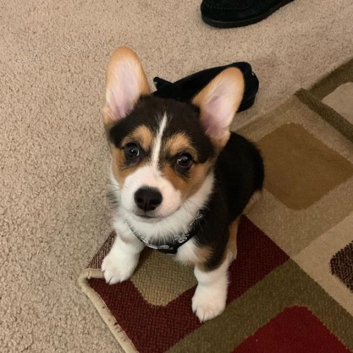Corgi/Corgi/Corgi