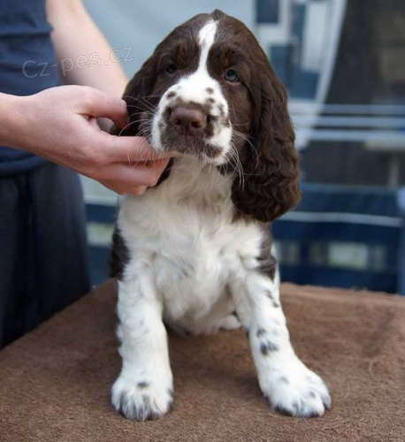 Anglick� �pringr �pan�ll