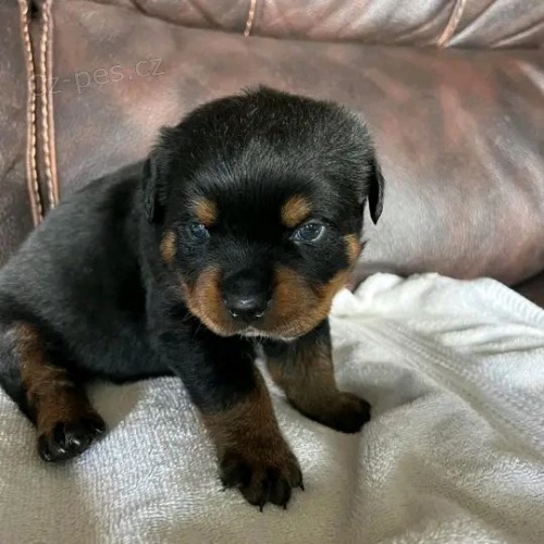 �t���tka rotvajlera.