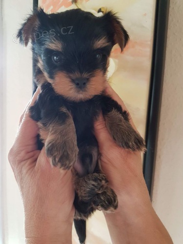 �t���tka toy mini jork��rsk�ho teri�ra.