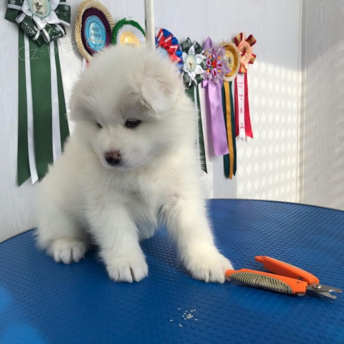 �t��ata samojeda