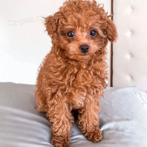 �t��ata pudla k dispozici