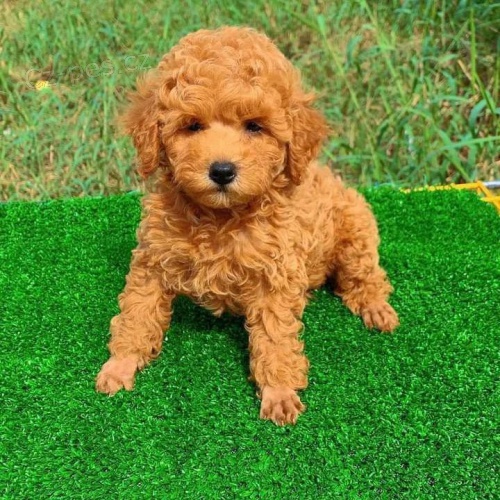 �t��ata pudla k dispozici