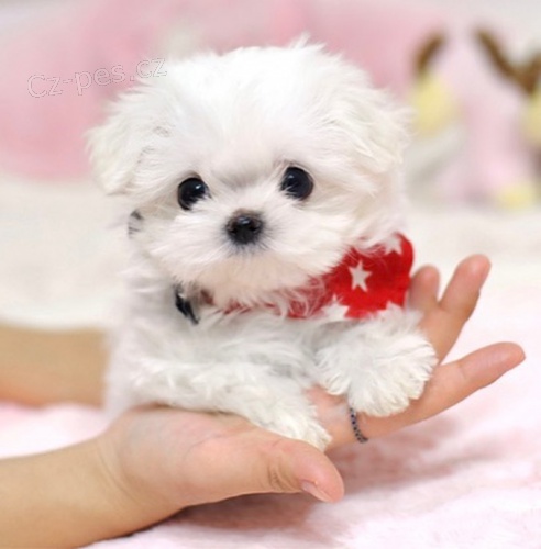 �t��ata malt�zsk�ho ov��ka k dispozici