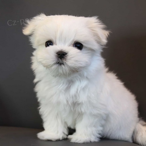 �t��ata malt�zsk�ho ov��ka k dispozici