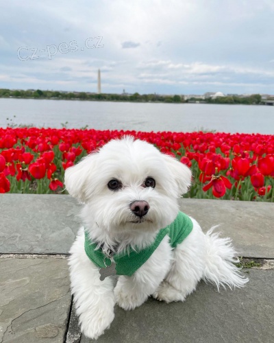 �t��ata malt�zsk�ho ov��ka k dispozici