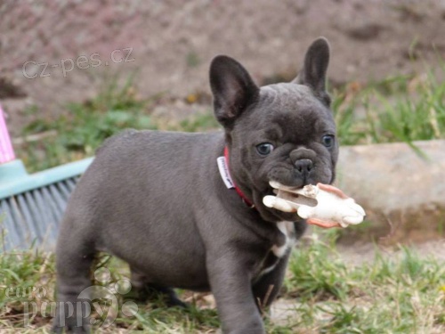 �t��ata francouzsk�ho buldo�ka