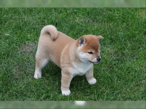 Shiba Inu �erven� sezam �t��ata s PP