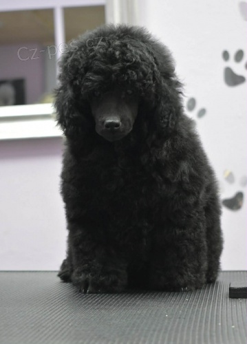 Trpasli�� pudl � same�ek �t�n�