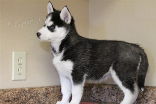 �t��ata sibi�sk�ho huskyho