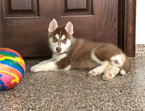 �t��ata pudla k dispozici