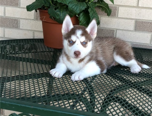 �t��ata sibi�sk�ho huskyho