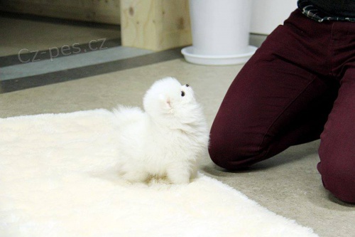 Roztomil� �t��ata pomeransk�ho ov��ka