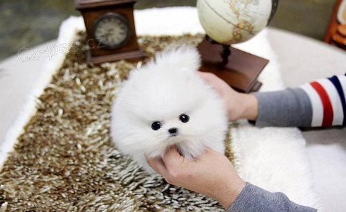 Roztomil� �t��ata pomeransk�ho ov��ka