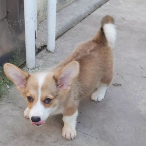 �t��ata vel�sk�ho corgi pembroke