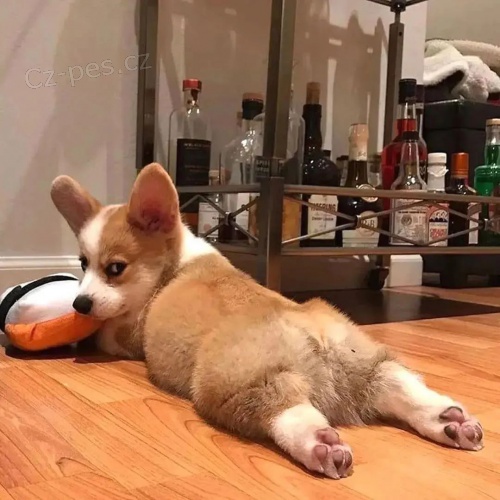 �t��ata vel�sk�ho corgi pembroke