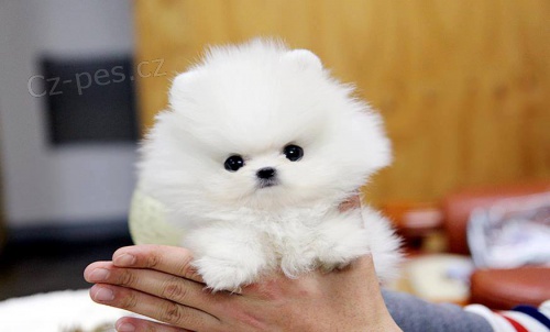 Kr�sn� �t��ata pomeraniana