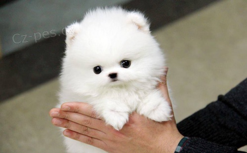 Kr�sn� �t��ata pomeraniana