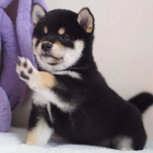 2 �t��ata Akita Inu