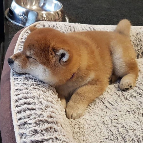 2 �t��ata Akita Inu