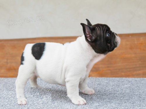 3 �t��ata francouzsk�ho buldo�ka