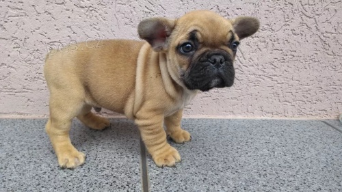 3 �t��ata francouzsk�ho buldo�ka