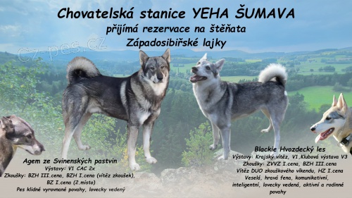 �t��ata z�paddosibi�sk� lajky