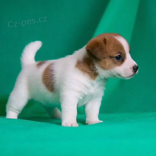 jack russell teri�ra.