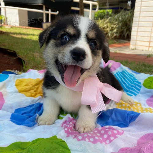 �t��ata Pembroke Welsh Corgi