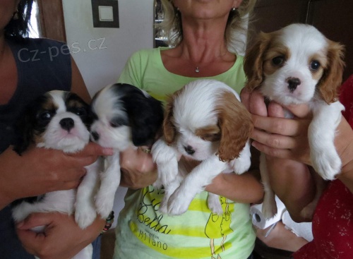 Kaval�r King Charles �pan�l �t���tka