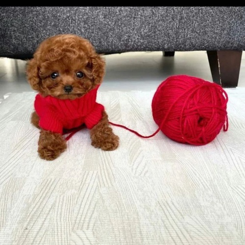 Kr�sn� �t��ata toy pudla.