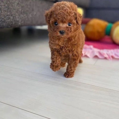 �t��ata pudla k dispozici