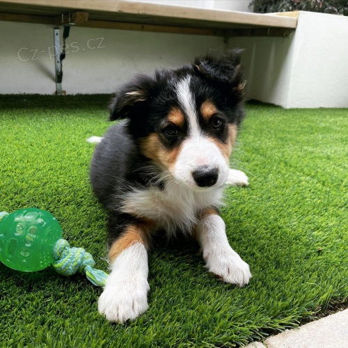 �t��ata border kolie