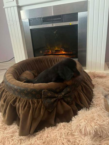 Dlouhosrst� trpasli�� jezev��ci