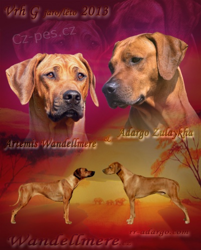 Rhod�sk� ridgeback - �t���tka