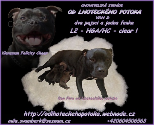 Staford��rsk� bulterier