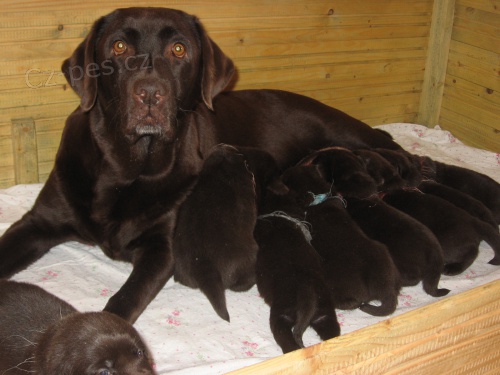 �okol�dov� �t��ata labradorsk�ho retrievera s PP