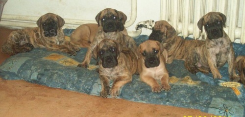 n�meck� doga s PP 