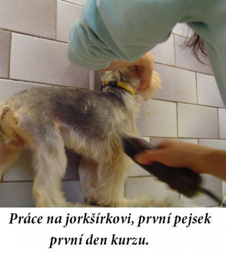 Kurzy st��h�n�, kurzy trimov�n� a kosmetick� �prava ps� = �L